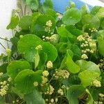 Hydrocotyle verticillata Лист