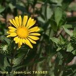 Grindelia hirsutula 其他