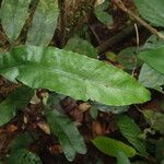 Triplophyllum varians Folio