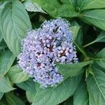 Hydrangea febrifuga Blomst