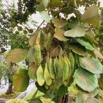 Dalbergia latifolia Fruit