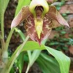 Catasetum maculatum Flors