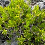 Borrichia arborescens Blad