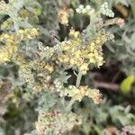 Heliotropium bacciferum Fruto