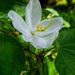 Bauhinia acuminata

LFlower