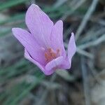 Colchicum longifolium Квітка