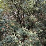 Quercus rotundifolia Habit