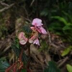 Begonia fischeri Кветка