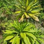 Lobelia giberroa Leaf