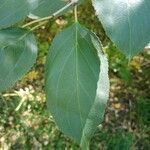 Rhamnus catharticaFeuille