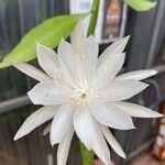 Epiphyllum oxypetalum Flower