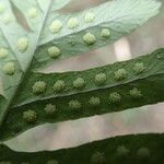 Polypodium interjectum Fruit