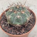 Gymnocalycium pflanzii Hoja
