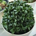Haworthia mutica Hoja