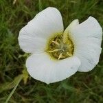 Calochortus gunnisonii Λουλούδι