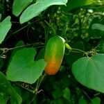 Coccinia grandis Fruit