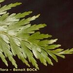 Asplenium aethiopicum List