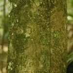 Siparuna decipiens Kabuk