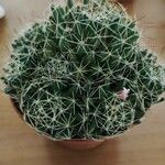 Mammillaria decipiens Foglia