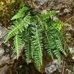 Asplenium fontanum Habitus