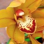 Cymbidium devonianum Other