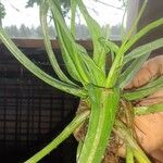 Crinum viviparum Leaf