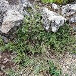 Genista pilosa Habit