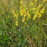 Verbascum nigrumFlower