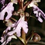 Himantoglossum metlesicsianum Květ
