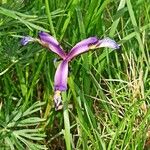 Iris graminea ফুল