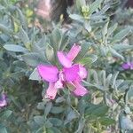 Polygala myrtifoliaFlower