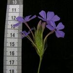 Eranthemum purpurascens Other