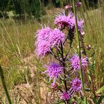 Liatris scariosa Elinympäristö