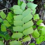 Adiantum trapeziforme पत्ता