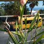 Gladiolus communis Floro