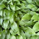 Hosta lancifolia ᱥᱟᱠᱟᱢ