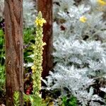 Verbascum thapsus Habitus