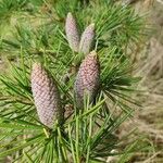 Cedrus deodaraFruit