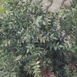 Ruscus aculeatusبرگ