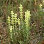 Sideritis fruticulosa Plante entière