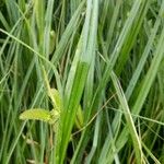 Carex pseudocyperus Leaf