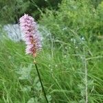 Bistorta officinalis Flower