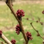 Cercis chinensis Кветка