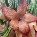 Stapelia gigantea 花