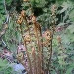 Dryopteris fragrans Листок