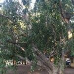 Ficus salicifolia Συνήθη χαρακτηριστικά