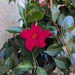 Mandevilla laxaFlower