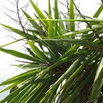 Yucca elephantipes Habit