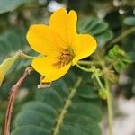 Senna surattensis Flor