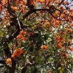 Butea monosperma Habitus